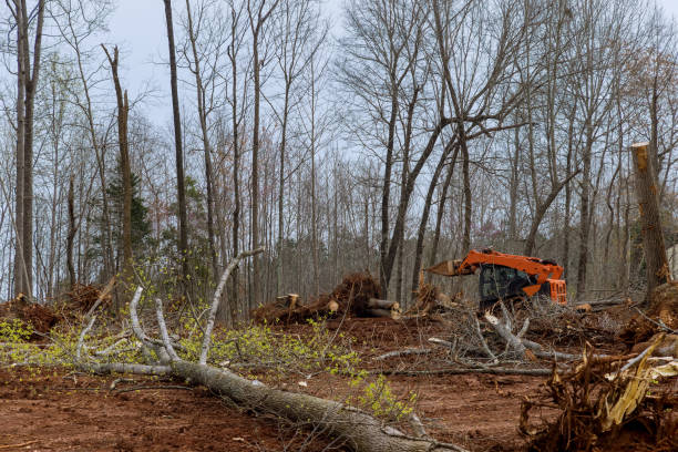 How Our Tree Care Process Works  in  Storrs, CT